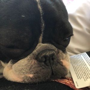 Meet your Posher, Lucy